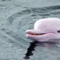 Делфин албинос променя цвета си, когато е тъжен