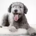 Ура! Официално признаха Пуми за порода кучета