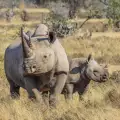 Осиротяло носорогче си има козле за бавачка
