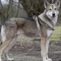 Сарлосово Вълче Куче