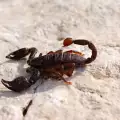 Пловдивчани пропищяха от нашествие на скорпиони