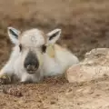 В Родопите се роди първото северно еленче