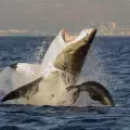 Като на кино: Тренирали бели акули камикадзета през Студената война