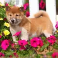 Японски породи кучета с интересни истории