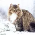 Характер и поведение на сибирската котка