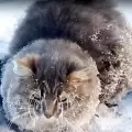 Бездомна котка, замръзнала в леда, беше спасена и осиновена