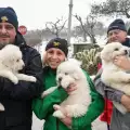 Откриха три живи кученца в затрупания италиански хотел