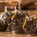WWF: Затворете фермите за тигри!