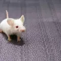 Избор и отглеждане на бяла мишка