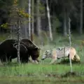 Фотограф засне необичайно приятелство между мечка и вълк