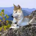 Откриха непознат вид вълк