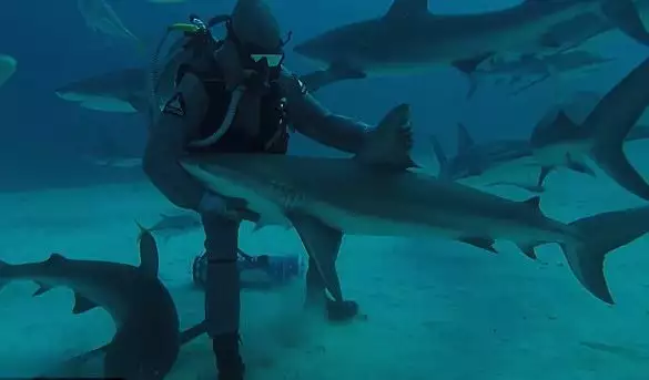 Биолог стори нещо удивително с акула (СНИМКИ)
