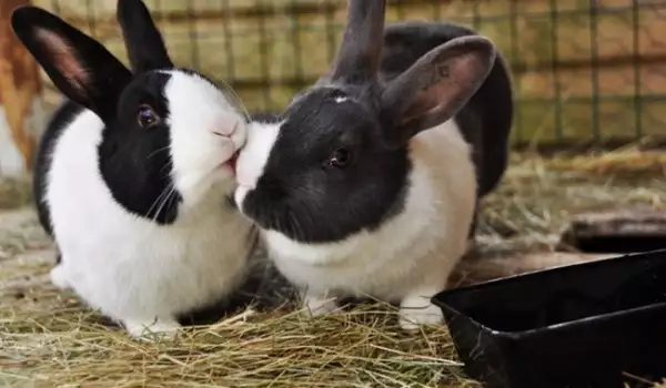 Целувки между животни: Вижте колко са сладки