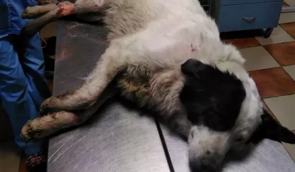 Нечувана жестокост! Стреляха по бременно куче в Бургас за удоволствие