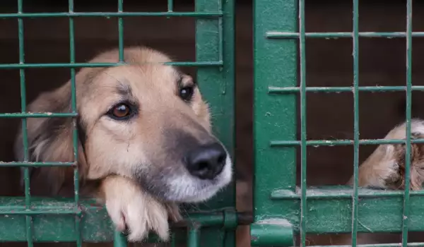 Броят на бездомните кучета в София е намалял