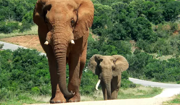 Слонове в Амбосели
