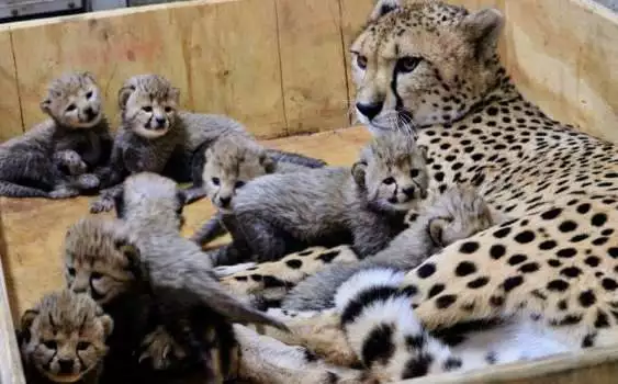 Невероятно! Вижте колко бебета роди гепард от САЩ