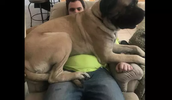 Гигантски кучета, които не осъзнават размерите си