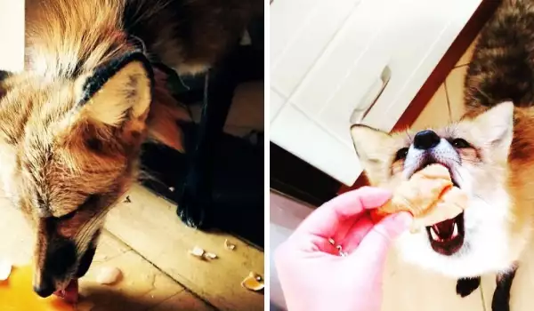 Спасена лисица получи дом и куче за приятелче