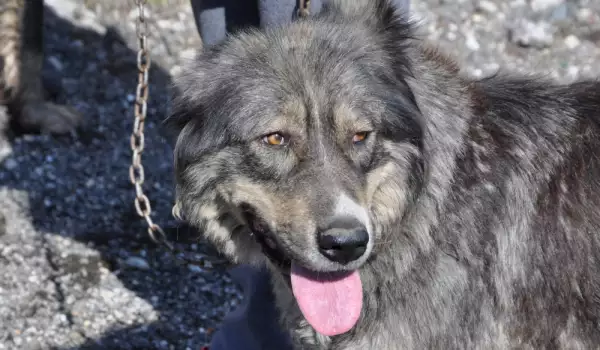 Над 50 кучета живеят в тежки условия в село край Варна