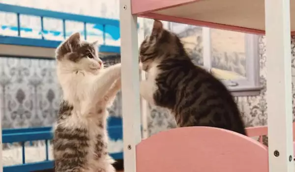 Риалити шоу показва приключенията на палави котенца