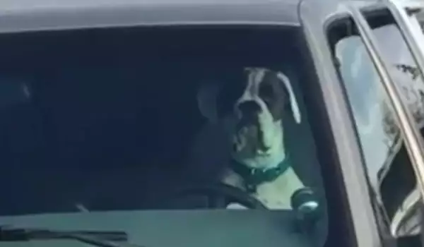 Нетърпеливо куче седна зад волана. Няма да повярвате какво стана после!