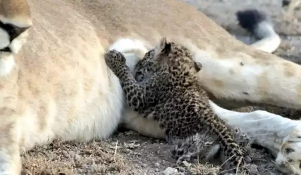 Майчинският инстинкт на тази лъвица надделя и тя накърми леопардче