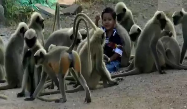 Маймунки осиновиха 1.5-годишно момченце