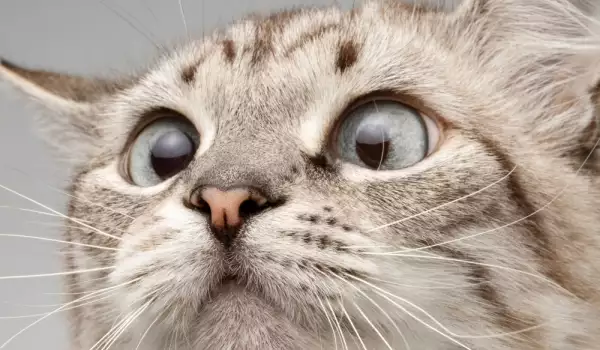 Пухкави оракули: 5 неща, които котките могат да предскажат