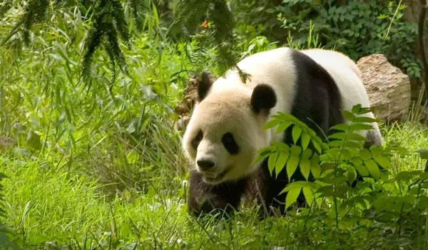 Гигантска панда счупи ръцете на гледача си