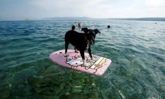 Плажен бар в Хърватия е рай за кучетата