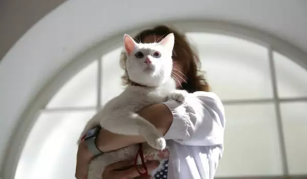 Вижте най-популярните котки в Русия (СНИМКИ)