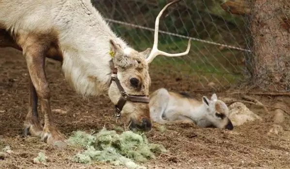 В Родопите се роди първото северно еленче