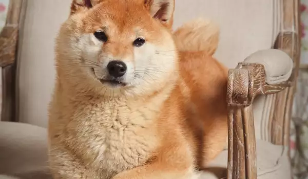 Най-любопитните кучета в Япония се превърнаха в сензация