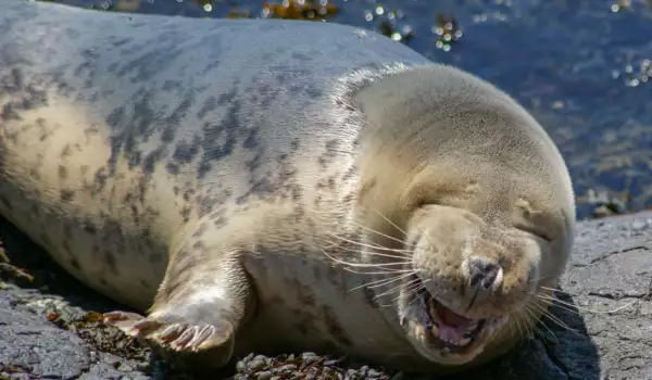 Тези щастливи тюлени ще ви накарат да се усмихнете