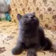 Руски сини котета