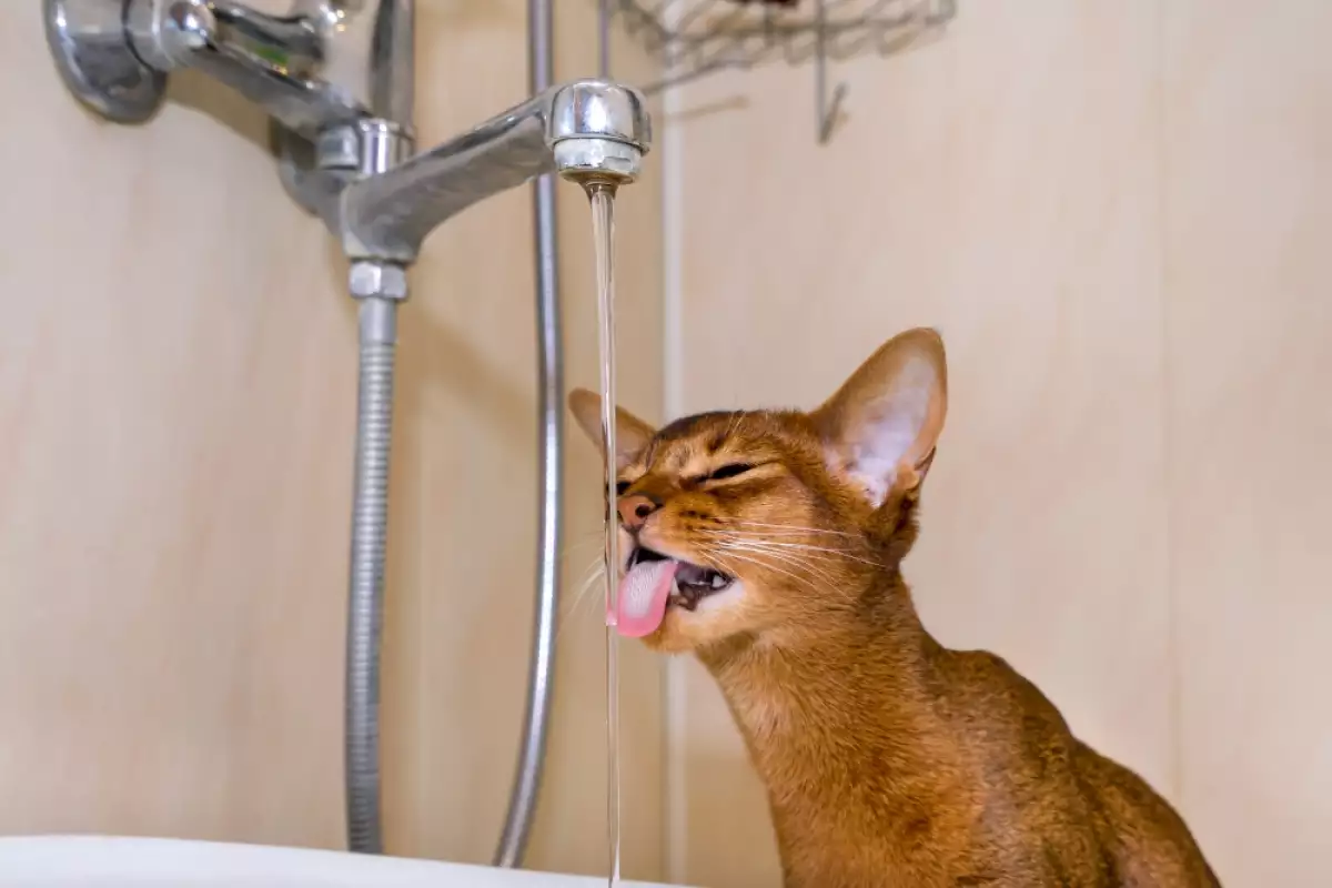 абисинската котка обича водата