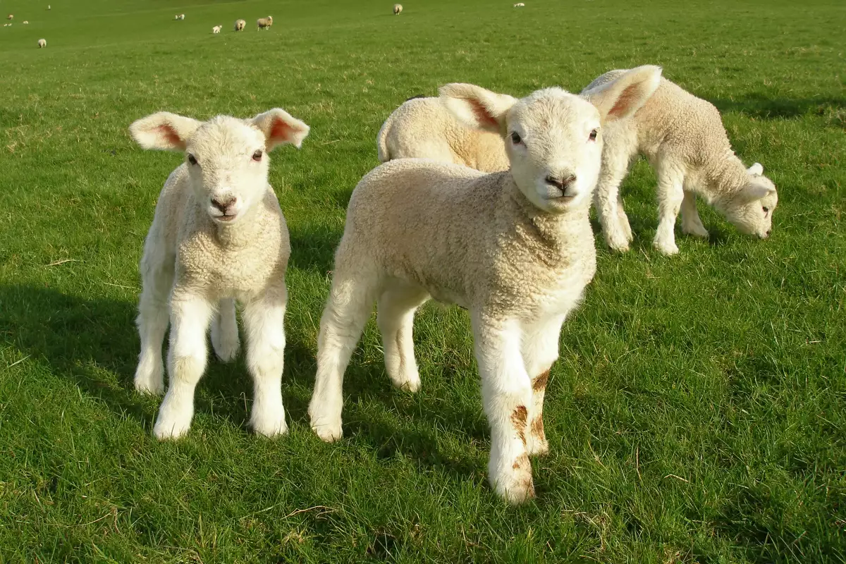 Мини овцете са вид овце, които са много малки и