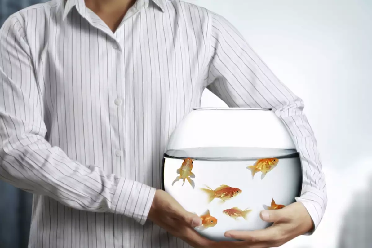 Снимка: Как да транспортираме аквариумни рибки?