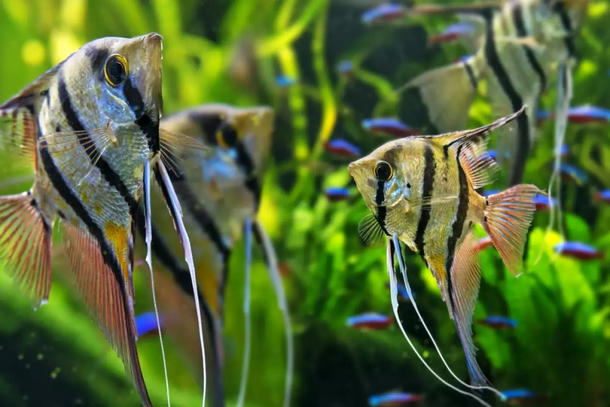 С какви рибки може да живее скаларията?