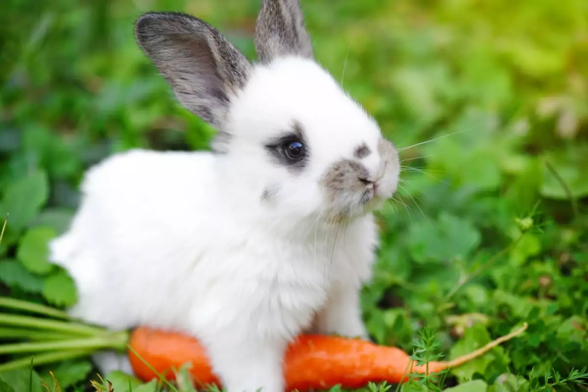 Хранителните добавки се препоръчват за зайчета, които не се хранят балансирано
