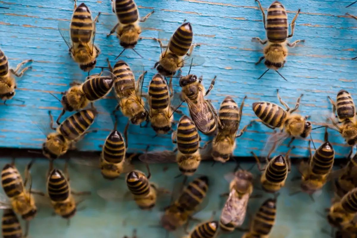 Основи на пчеларството - съвети за начинаещи