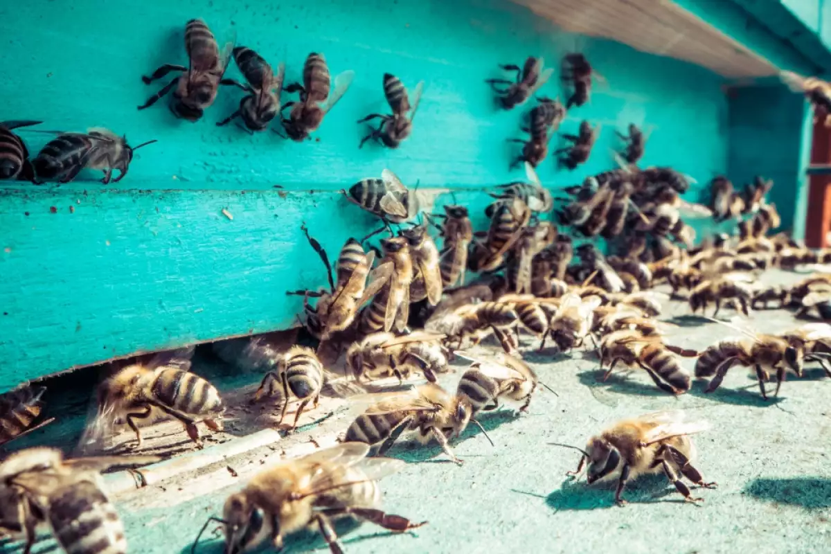 Нормалното развитие на пчелното семейство се определя от много фактори