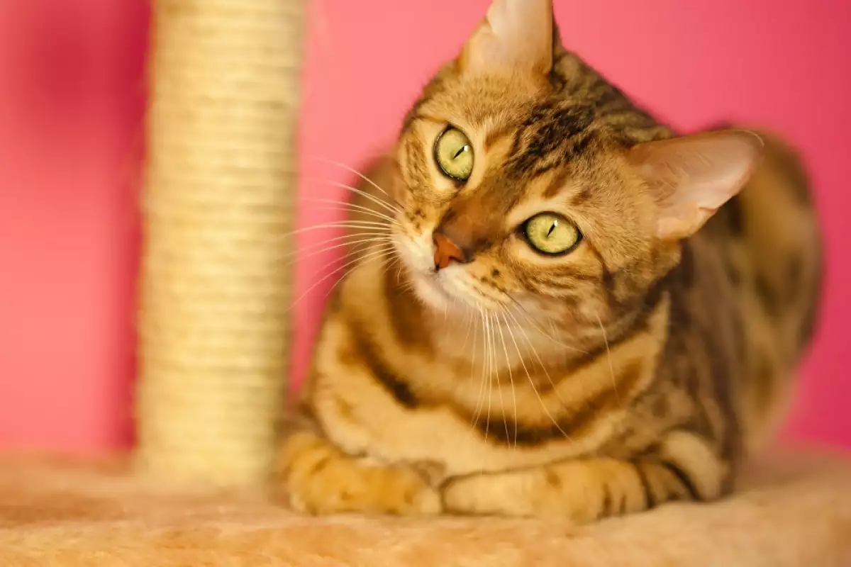 Бенгалските котки са безспорно красива порода Известни са със своите