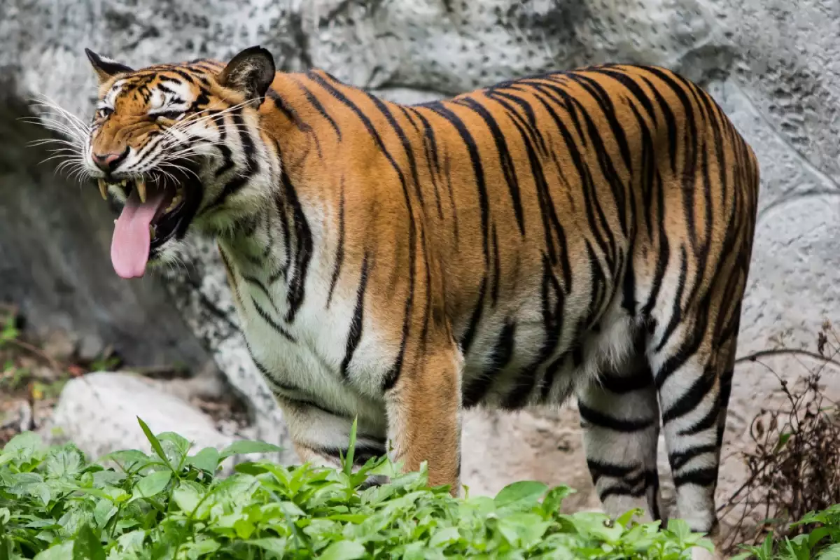 На 29 ти юли се отбелязва Международният ден на тигъра Целта