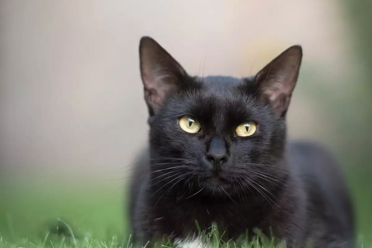 27 октомври се отбелязва като Ден на черната котка в