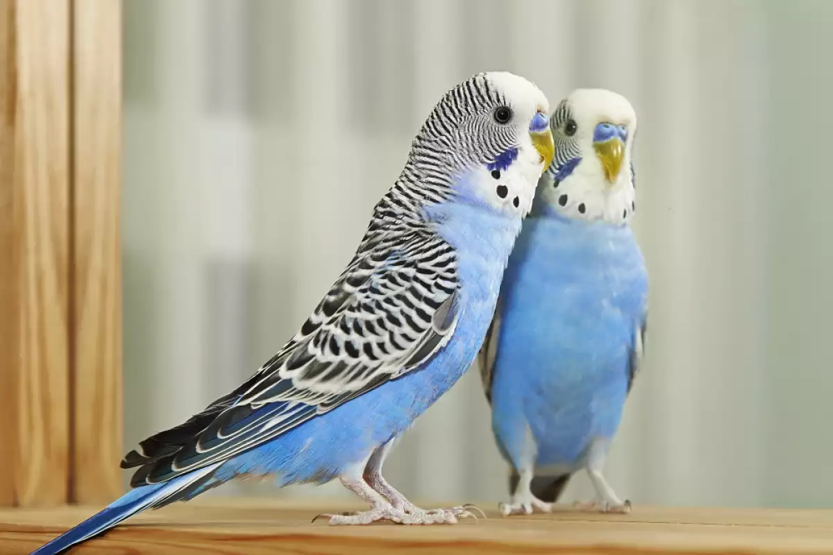 Ако живеете в апартамент и обичате птиците може би се