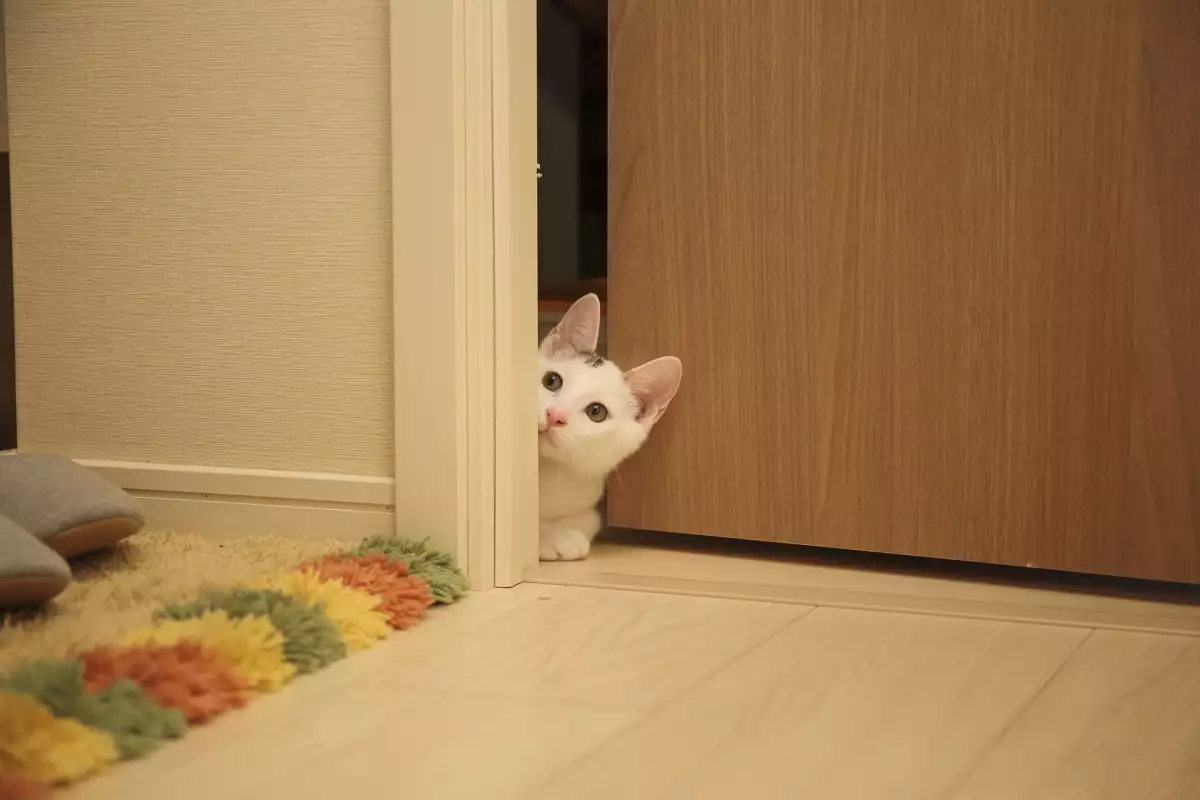 Отучването на котката ви да отваря вратата може да бъде