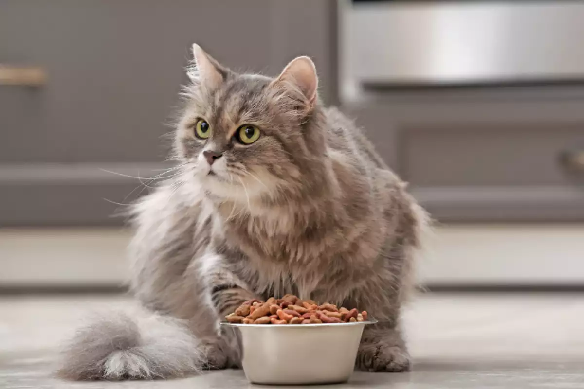 Изборът на храна за котки е съществен елемент от грижата