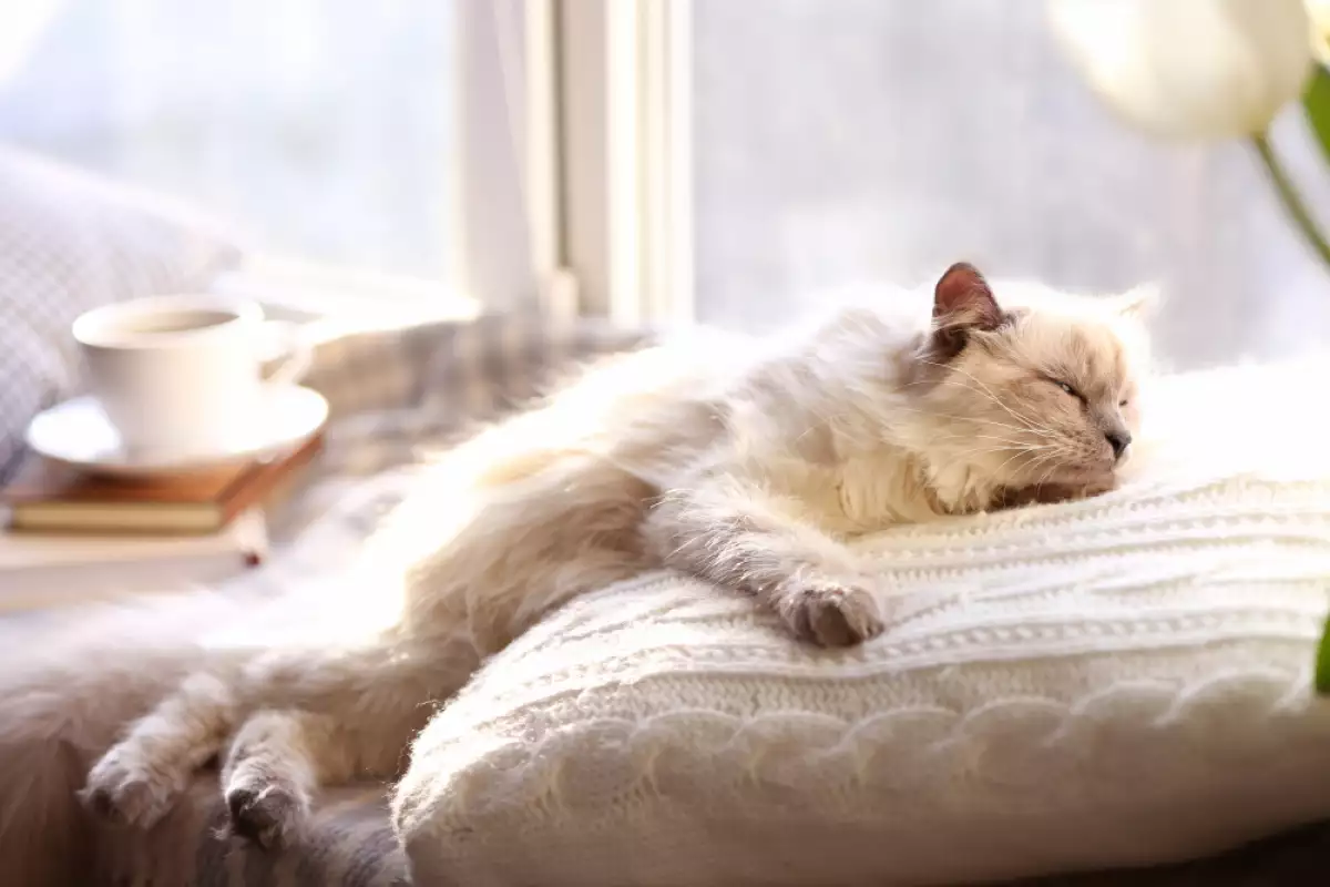 Котките както и другите животни се нуждаят от много сън